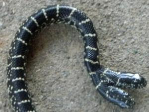 Ular Kingsnake Berkepala Dua