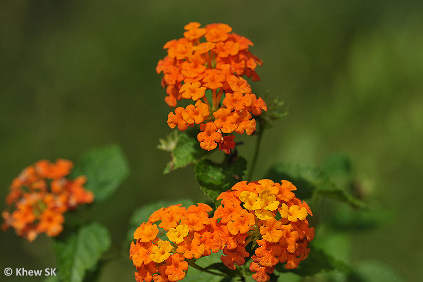 FavouriteNectaringPlants3ButterflycircleStaging FavouriteNectaringPlants3ButterflycircleStaging