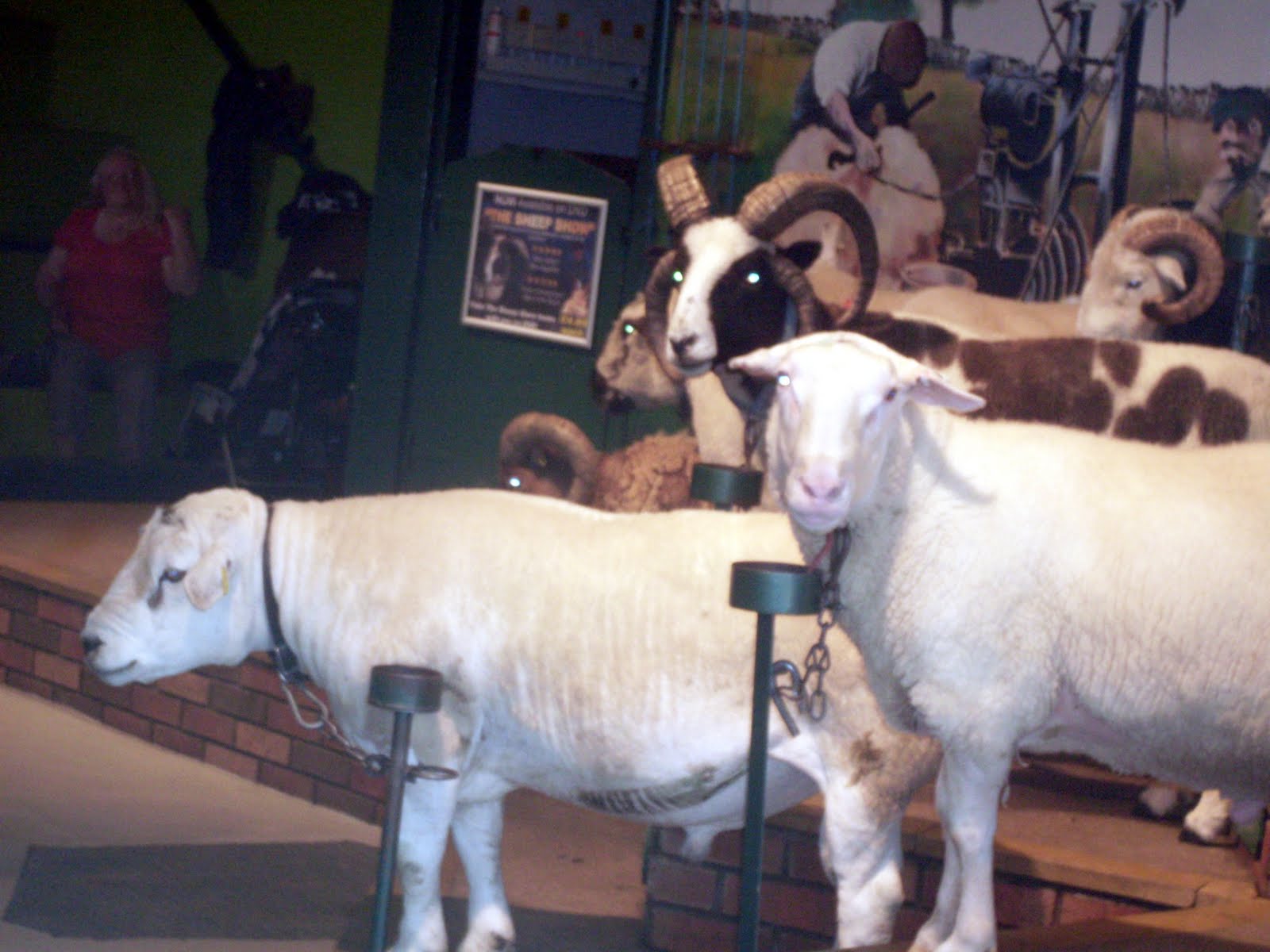 hyperhum Reviews The Big Sheep and Cefn Mably Farm Park