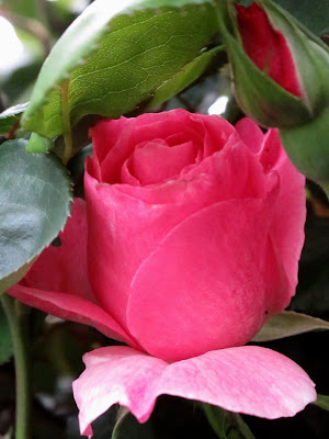 Queen Elizabeth