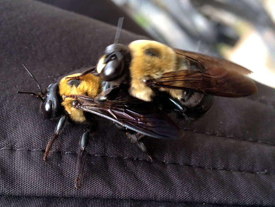 carpenter bee carpenter bee
