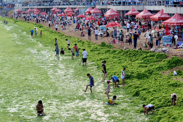 பாசிக்குள் என்னதான் செய்கிறார்கள். Algae+In+China+beach