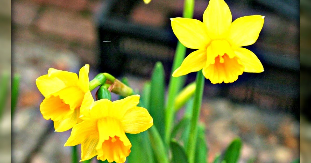 Living In Williamsburg, Virginia Daffodil Days, Gloucester, Virginia