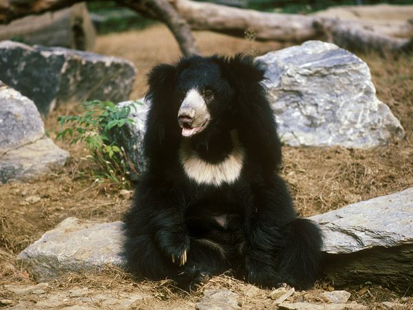 sloth bear sloth bear