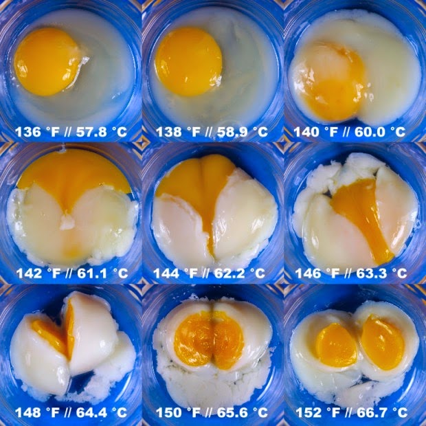 The Hangry Cook: A Brief Scientific Introduction to an Egg