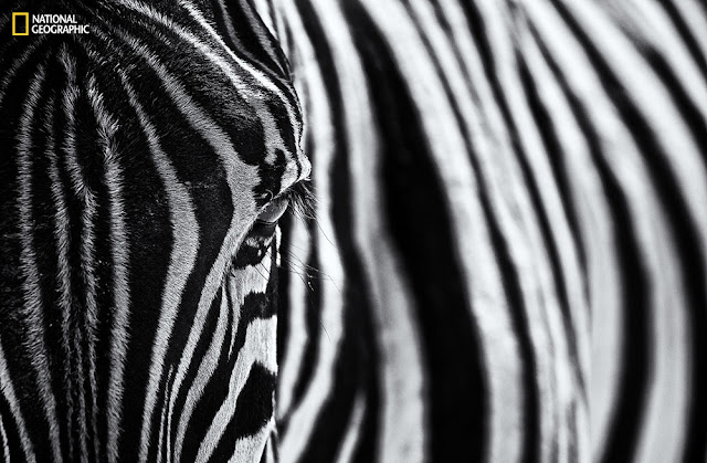 Διαγωνισμός φωτογραφίας National Geographic, Τοποθεσία: NP Etosha, Ναμίμπια.