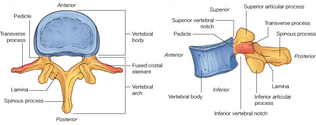Vertebra - diagram of a typical vertebra ~ Medicine Hack