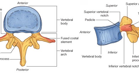 Vertebra - diagram of a typical vertebra ~ Medicine Hack