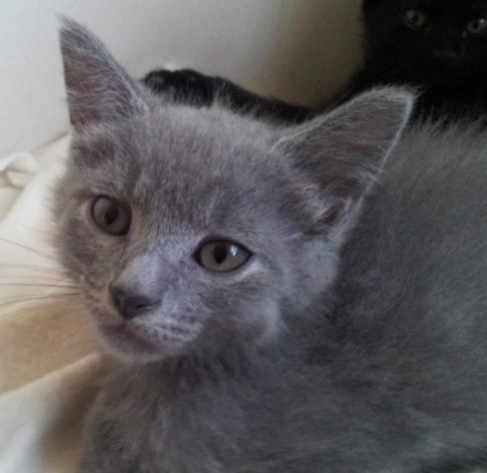 Feline Rescue Cat Tales: Gray Kittens Looking for Homes