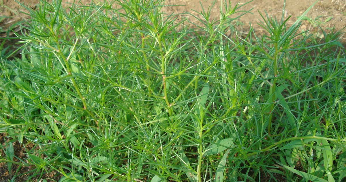 不耕起栽培記 オカヒジキ収穫