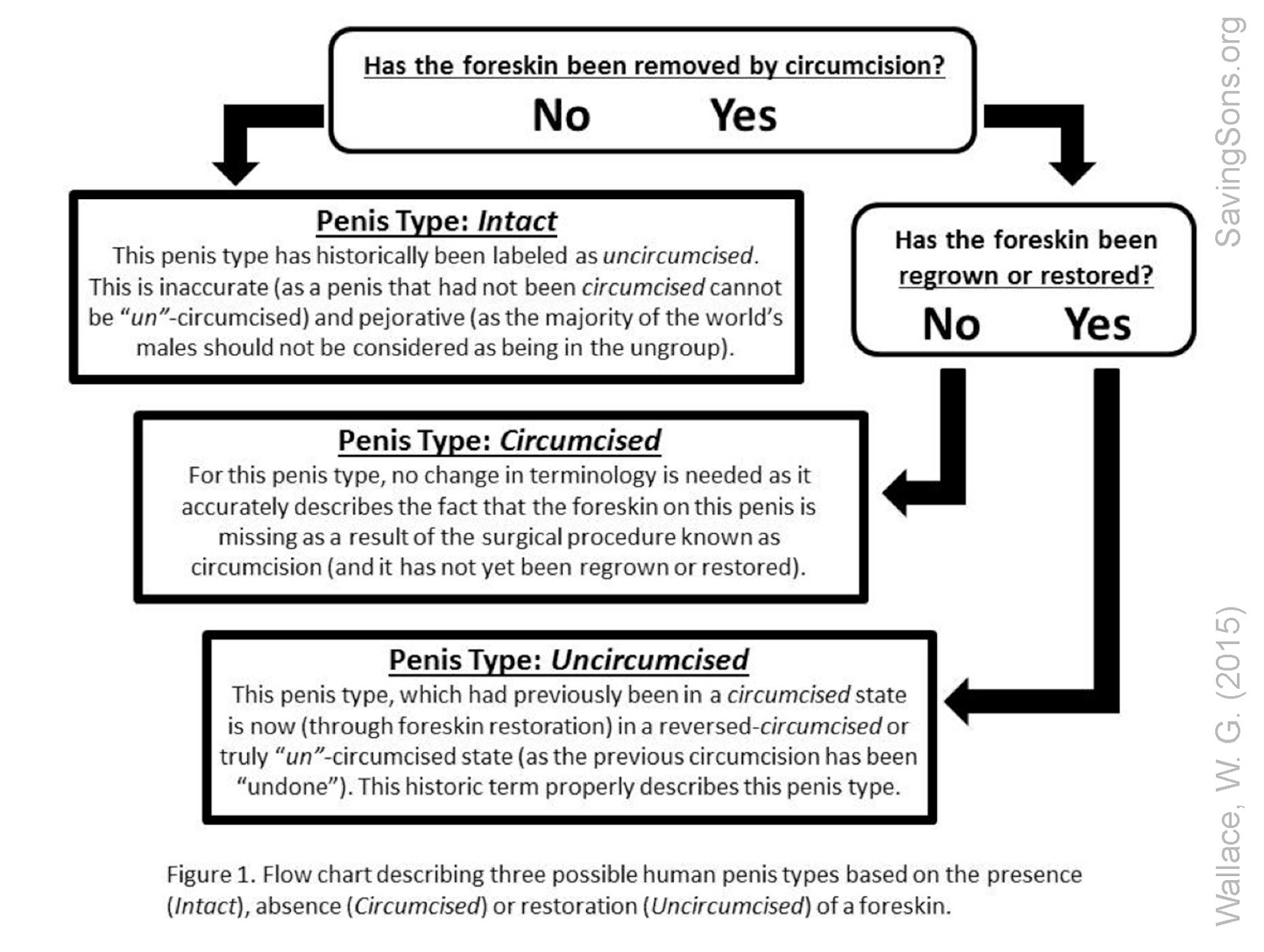 Circumcised uncircumcised