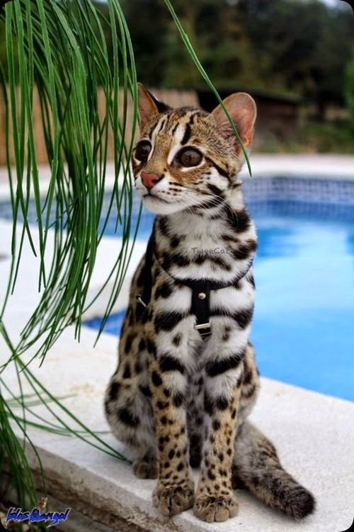 Top 5 Most Expensive Cat Breeds