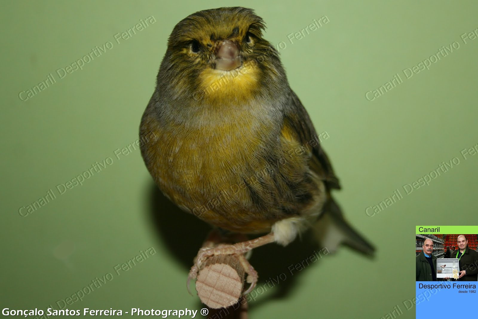 Gloster Fancy Canário Gloster Fancy Consort Buff / Variegado, Macho