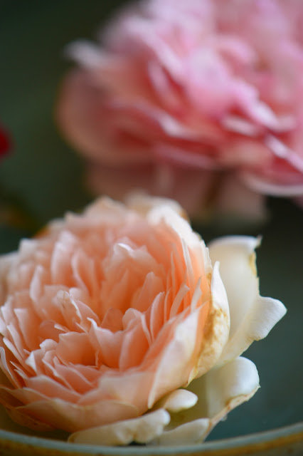 rose Crown Princess Margareta, Monday vase meme, small sunny garden, amy myers ceramics, roses, english rose