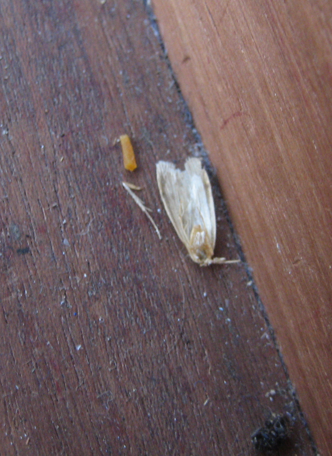 Martin's Moths Dry as dust