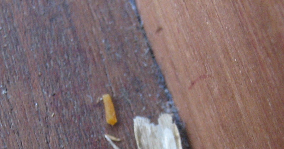 Martin's Moths Dry as dust