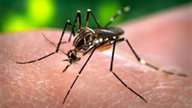 Cuáles son las diferencias de síntomas entre el dengue y el zika