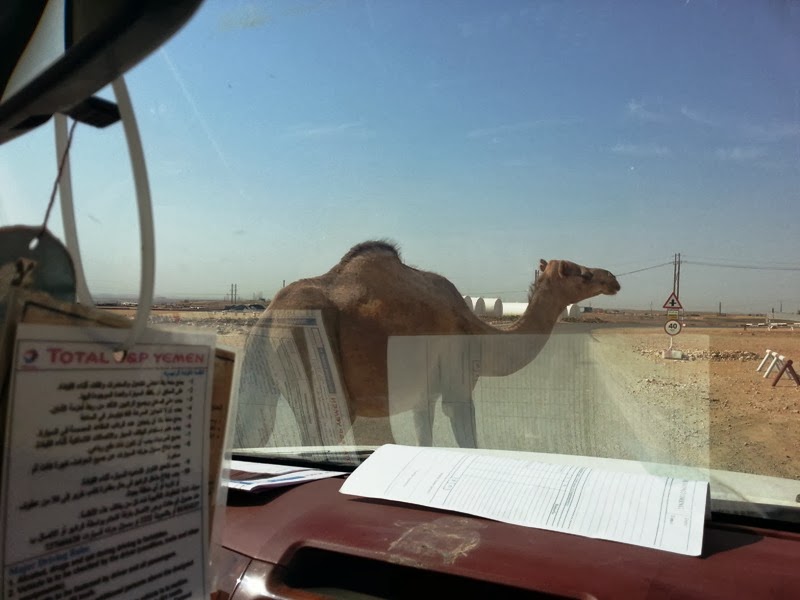 wandering... can't go home Caution Camel Crossing