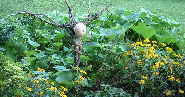 PUMPKINROT.COM: The Blog: Pumpkin Patch Update