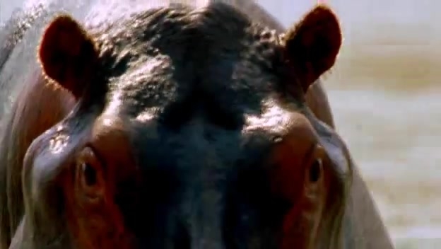 Word Hippo