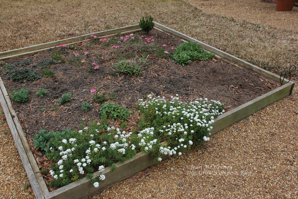 Offshoots Viburnum Obovatum Reifler S Dwarf
