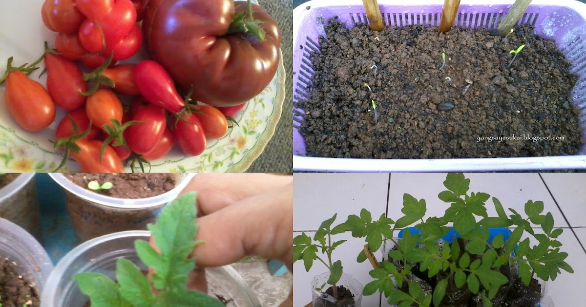 benih tomat
