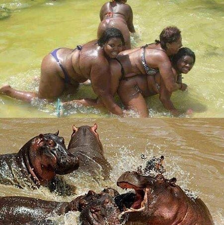 Black-Hippos.jpg