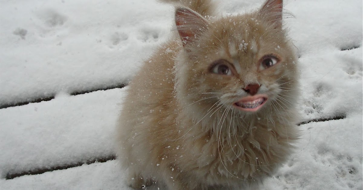 Picture Perfect Animal Morph