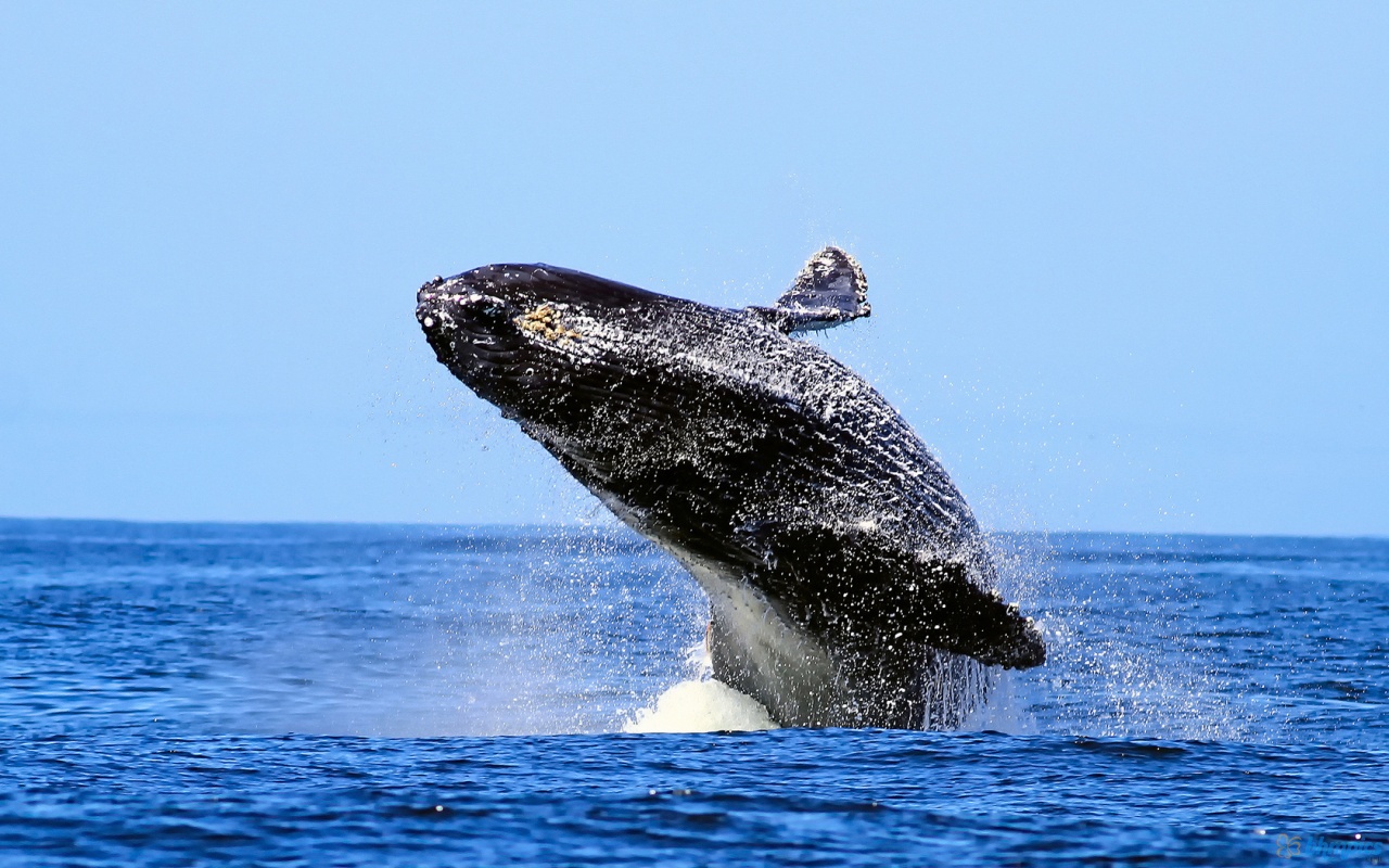 Breaching Humpback Whale | Most Beautiful Images