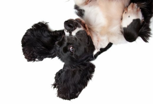 side effects of apoquel for dogs veterinary highlights apoquel 174 new approved to itch and inflammation side effects of apoquel for dogs veterinary highlights apoquel 174 new approved to itch and inflammation