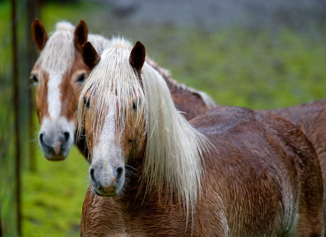 Robin Loznak Photography December 2011