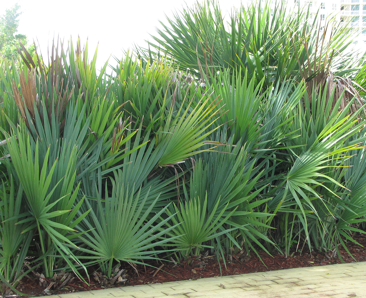 Serenoa repens.