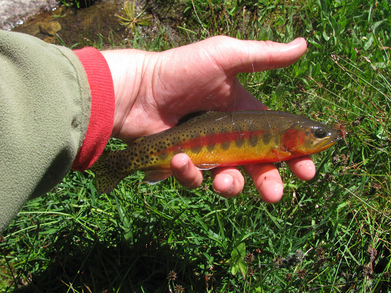 Backyard Excursions: Backpacking for Golden Trout in the Wind Rivers