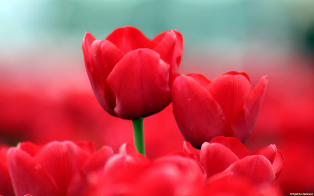 Wallpaper: Red Tulips