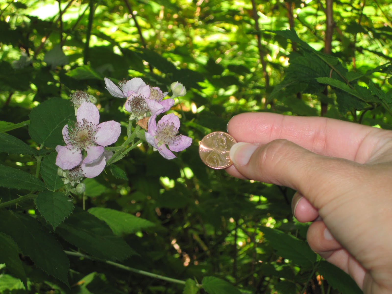 Mrs. Deeds AP Biology Blog Leah, Photos 119