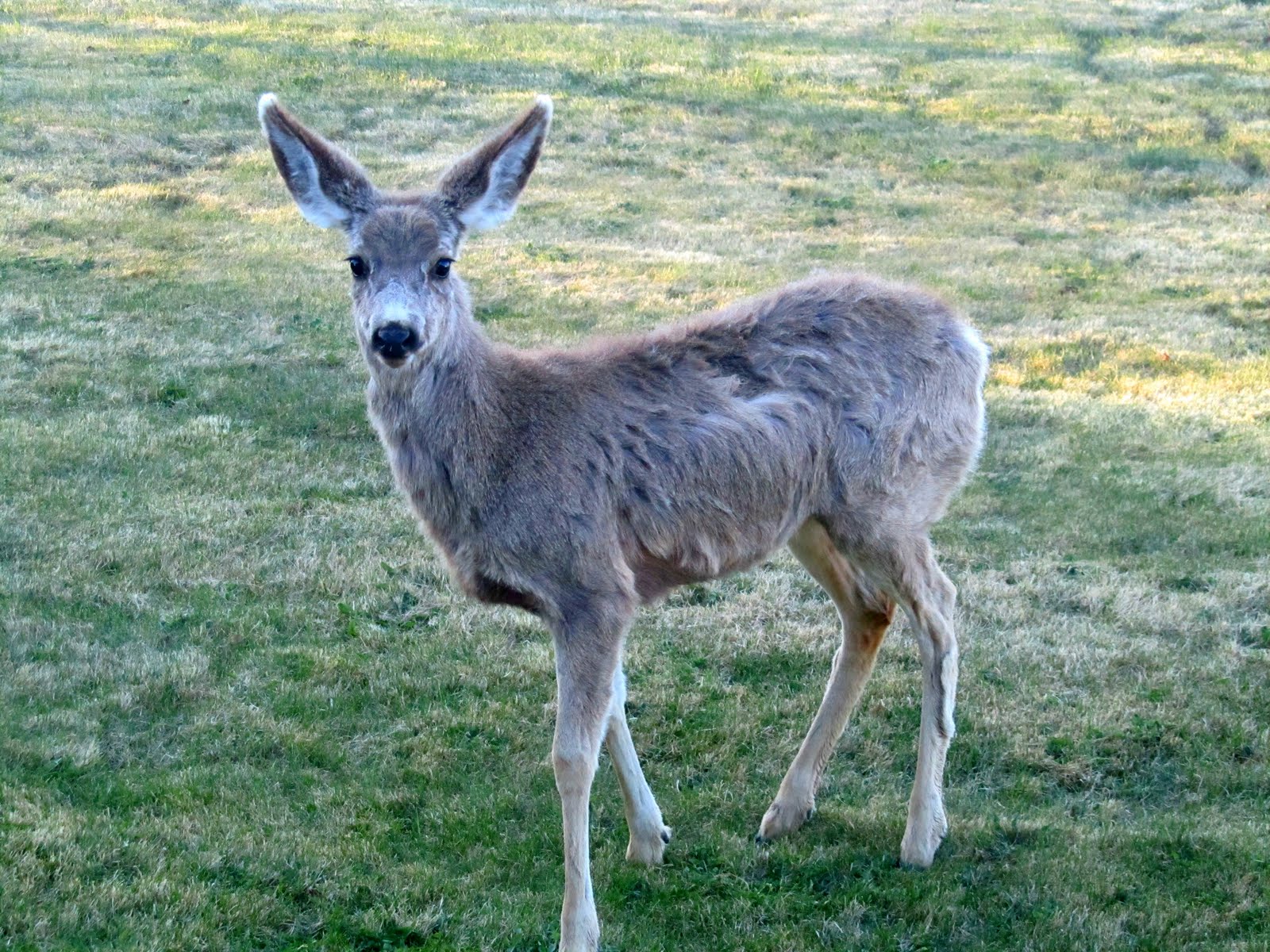 Keeping Focused Deer Pets