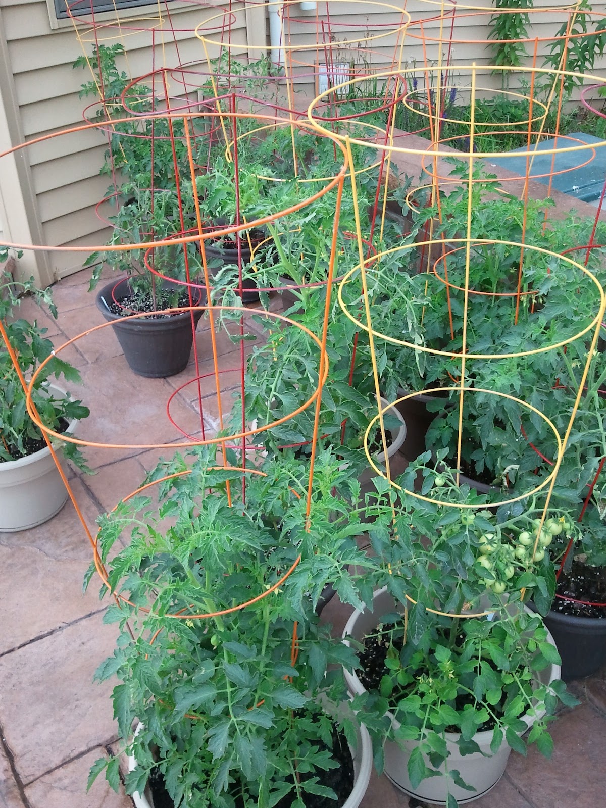 Small Tomato Cages Near Me at Doris White blog