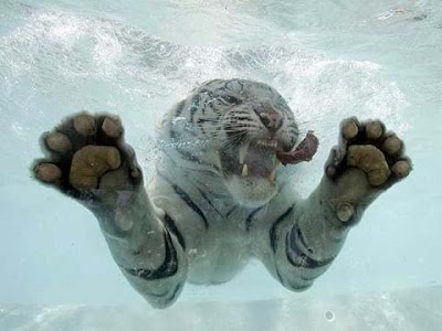 White tiger pictures