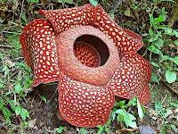 Rafflesia Arnoldii