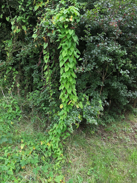 ar of Convolvulus Leaves