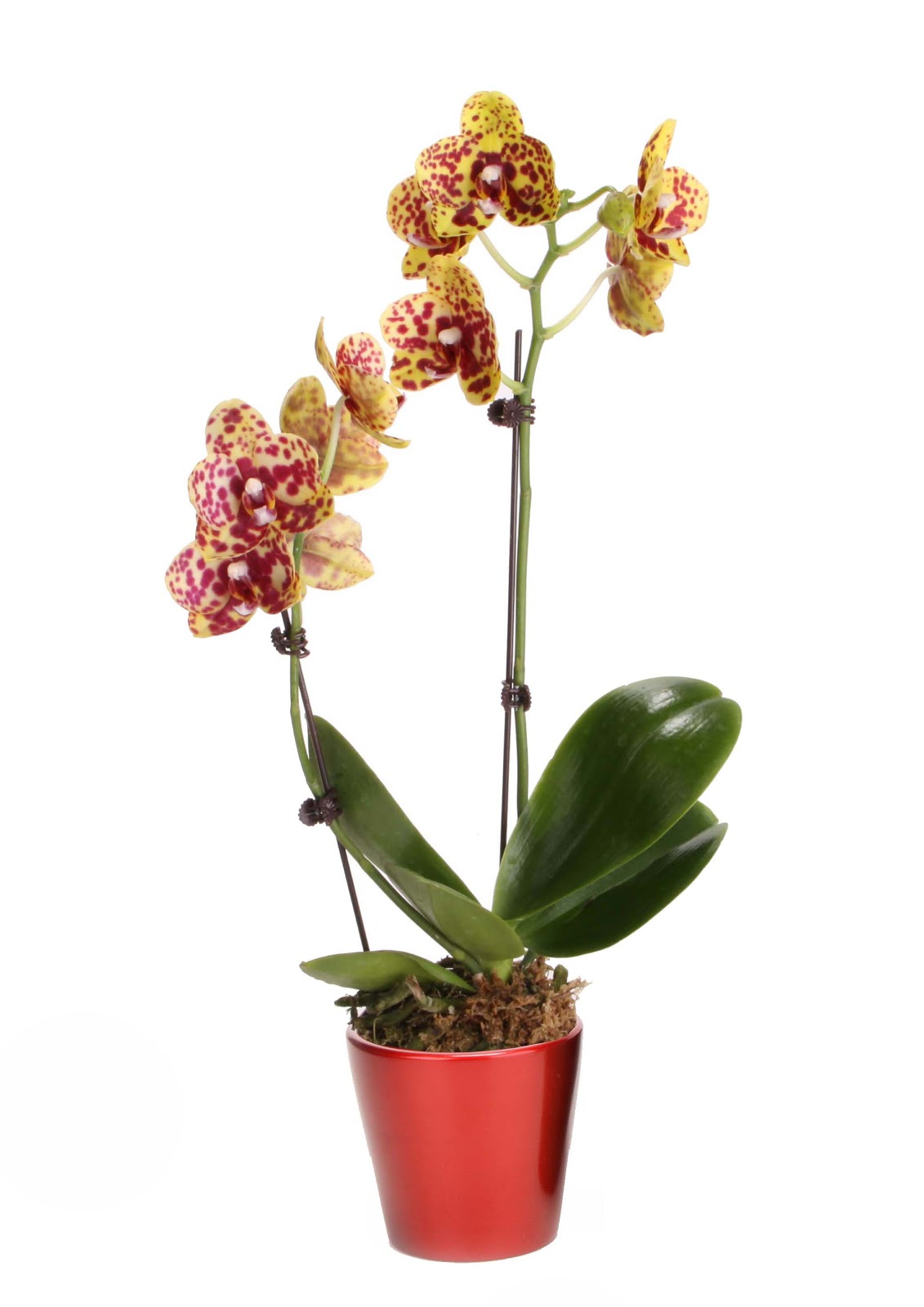 The Garden Plot Gmg S Friday Find Loving Orchids For Valentines Day