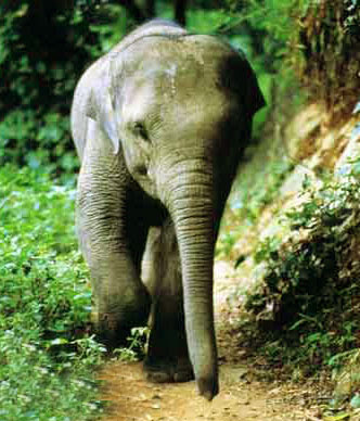 Wallpapers Download: Download Latest Pictures of Animals For 2012