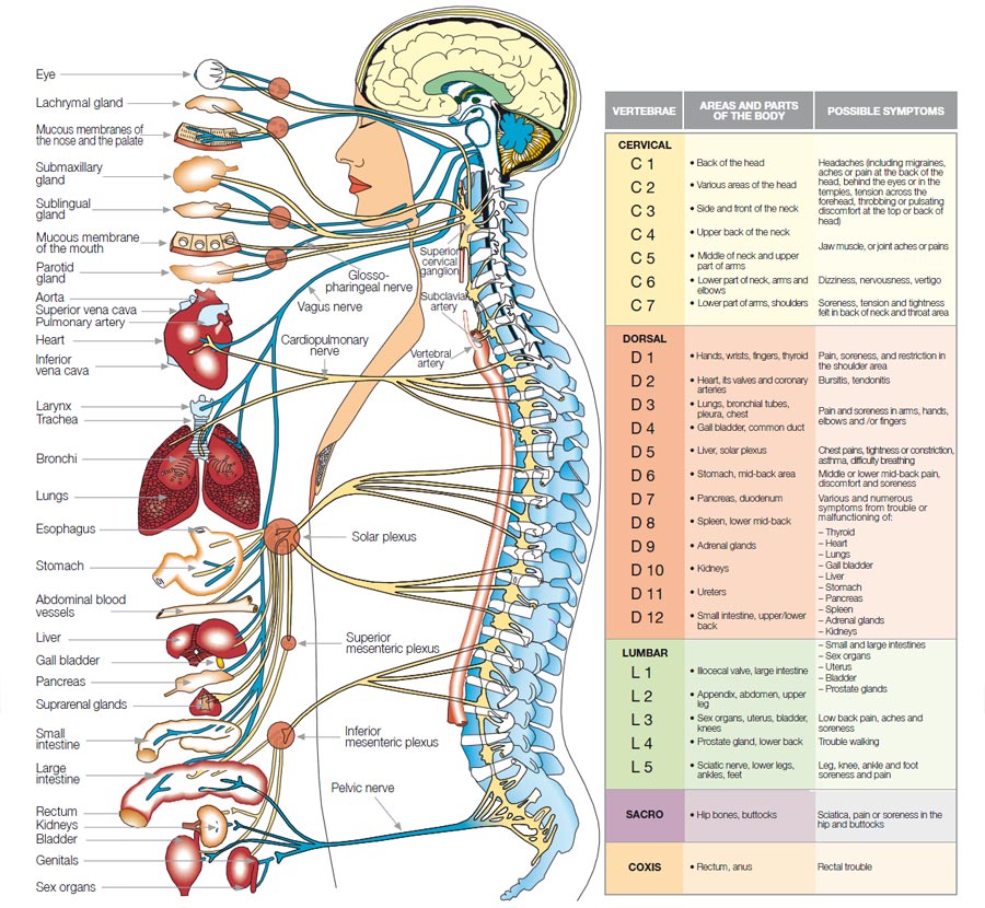 The Most Wonderful Creature: Human Body Organs