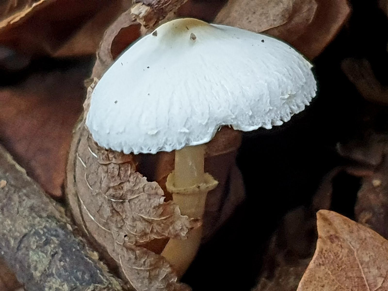 Amanita phalloides, conhecida por cicuta verde.