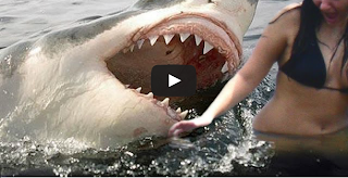 shark attack women