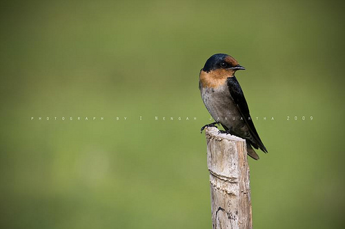 Fauna January 2013