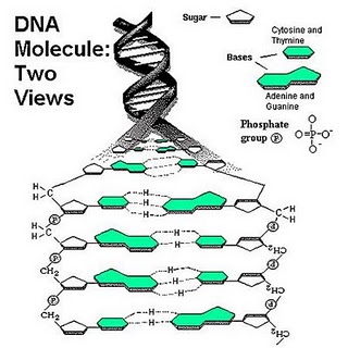 DNA Molukel