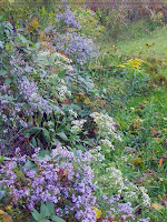 Autumn wildflowers