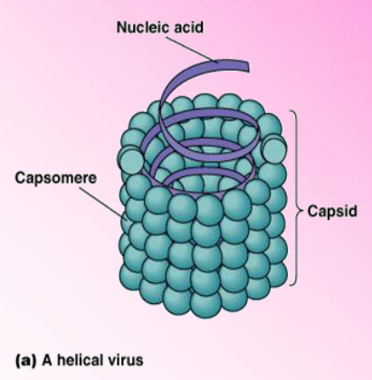 Ejemplo de virus helicoidal