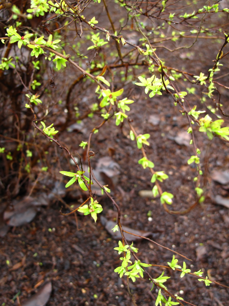 Spring Spring Spring Spring